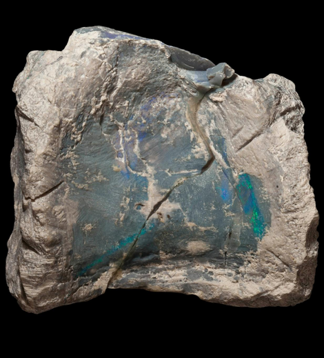 Opalized vertebra of Fostoria dhimbangunmal.